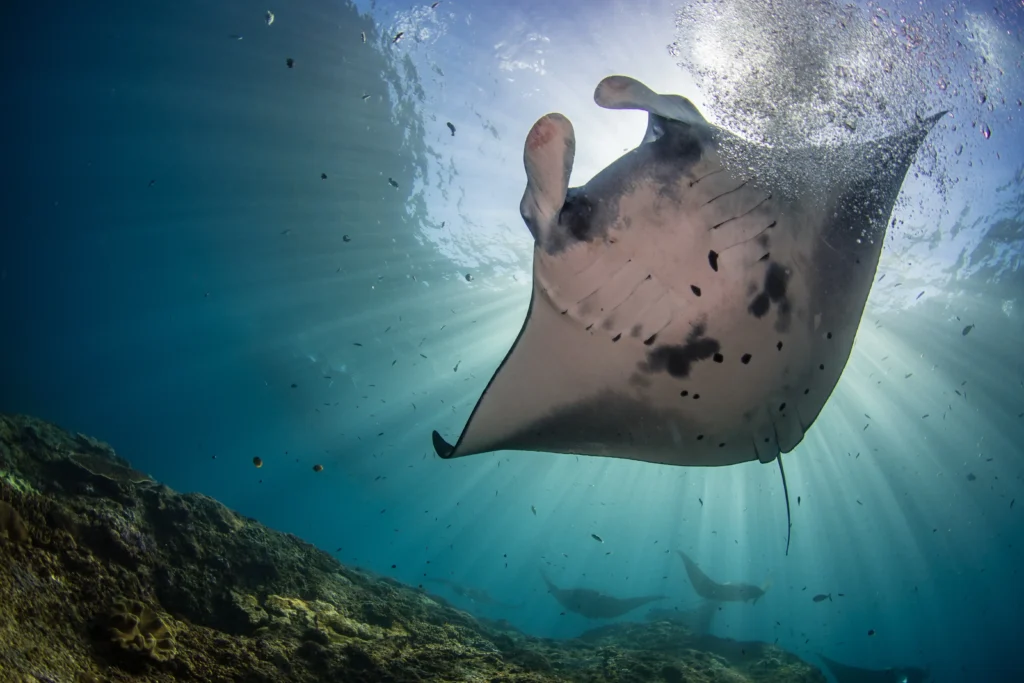 closeup-shot-of-a-manta-ray-fish-hanging-out-under-2025-02-09-02-53-49-utc