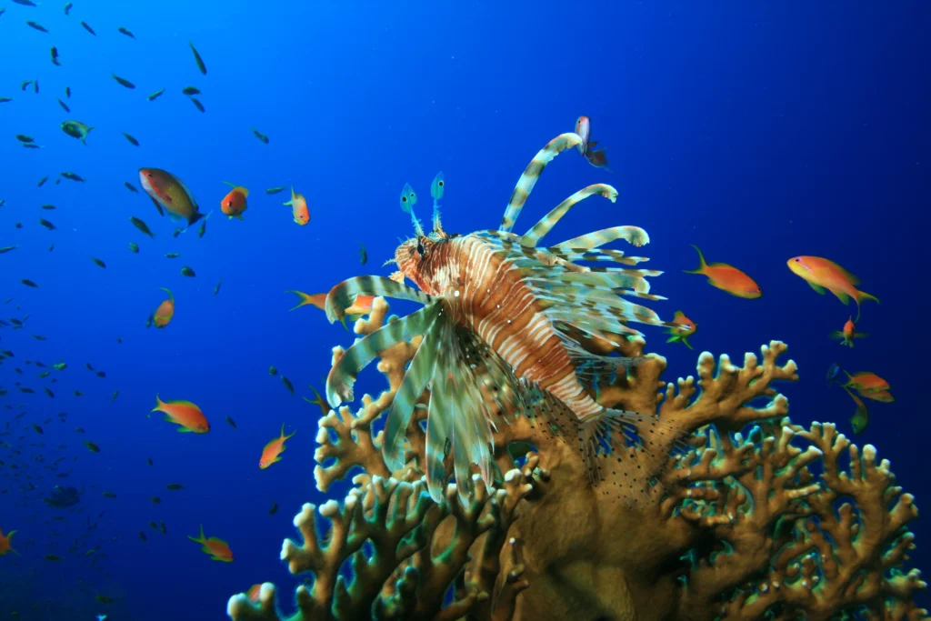 lionfish-perched-on-top-of-fire-coral-2025-10-11-10-09-00-utc
